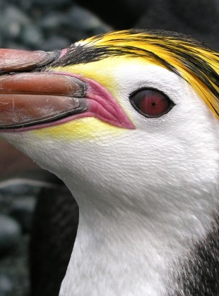 Royal Penguin Macca