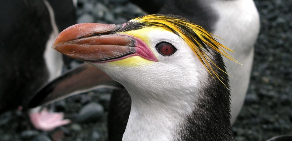Royal Penguin Macca